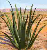 Aloe Vera Plant